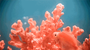 1544236918323138.gif 微信图片_20181207144043.gif
